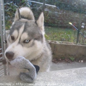 Photo de Husky siberien