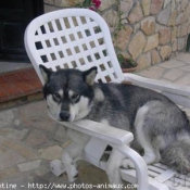 Photo de Malamute de l'alaska