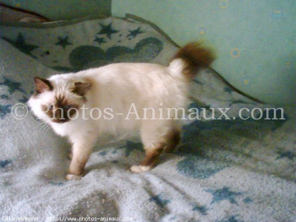 Photo de Sacr de birmanie