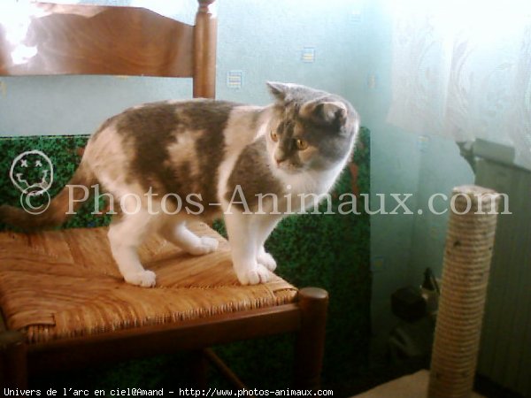 Photo de Scottish fold