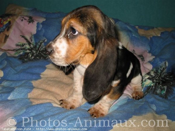 Photo de Basset hound