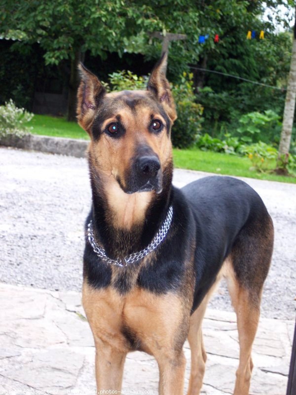 Photo de Dobermann