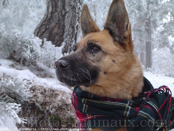 Photo de Berger allemand  poil court