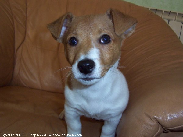 Photo de Jack russell terrier