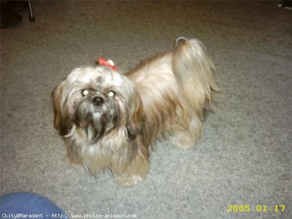 Photo de Shih tzu