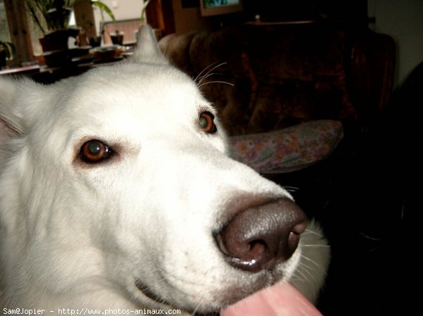 Photo de Berger blanc suisse