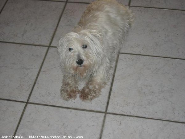 Photo de West highland white terrier