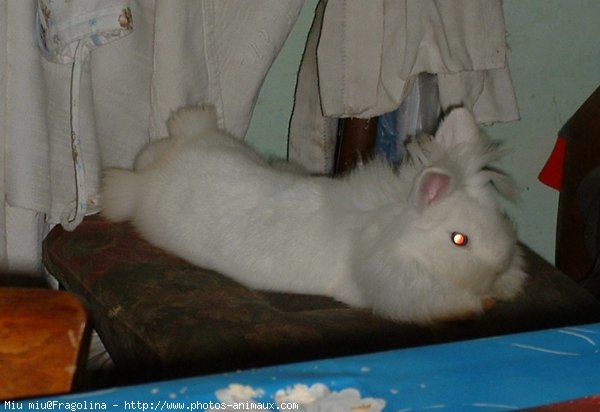 Photo de Lapin