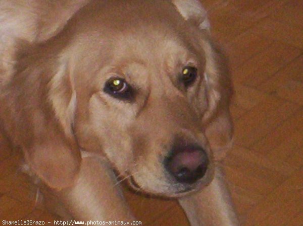 Photo de Golden retriever