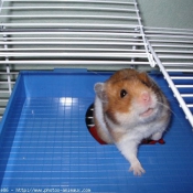 Photo de Hamster