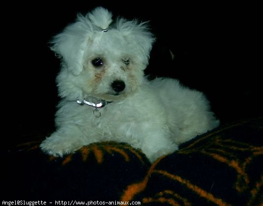 Photo de Bichon  poil fris