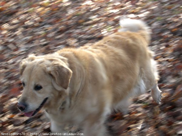 Photo de Golden retriever