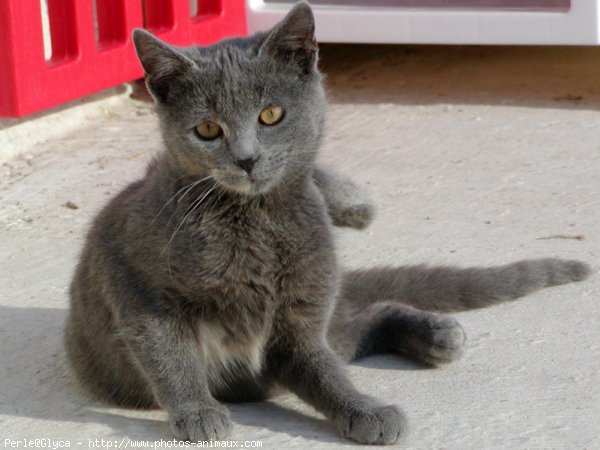 Photo de Chat domestique