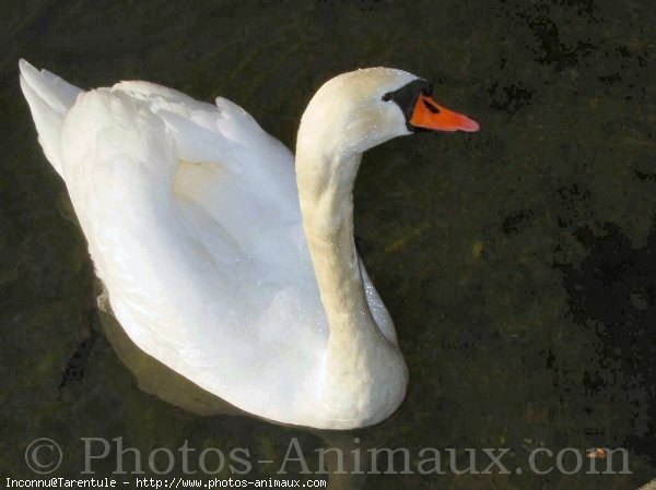 Photo de Cygne