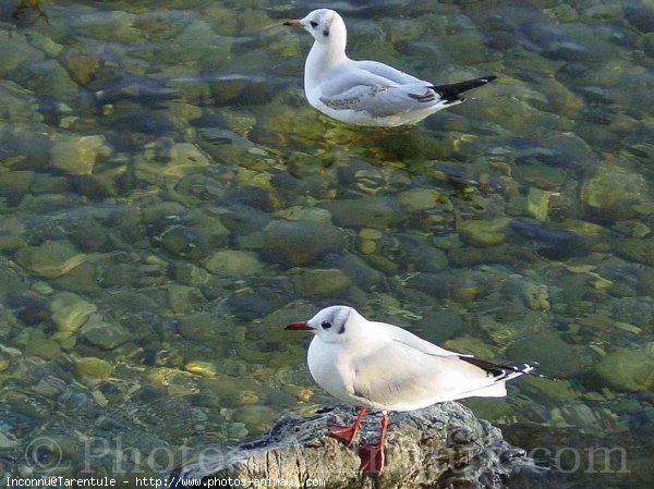 Photo de Cygne