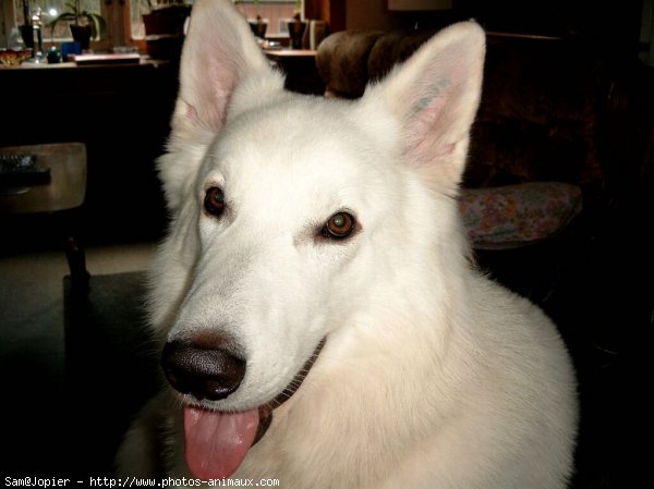 Photo de Berger blanc suisse