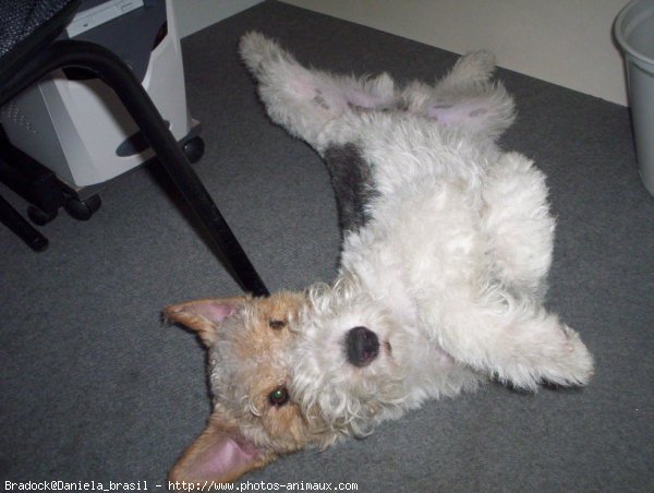 Photo de Fox terrier  poil dur