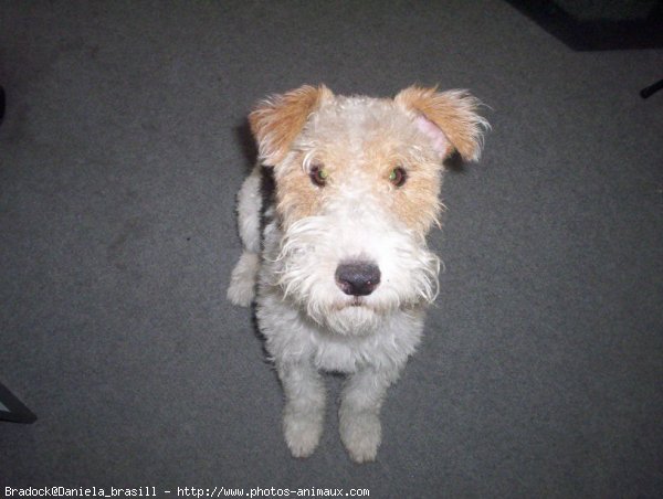 Photo de Fox terrier  poil dur