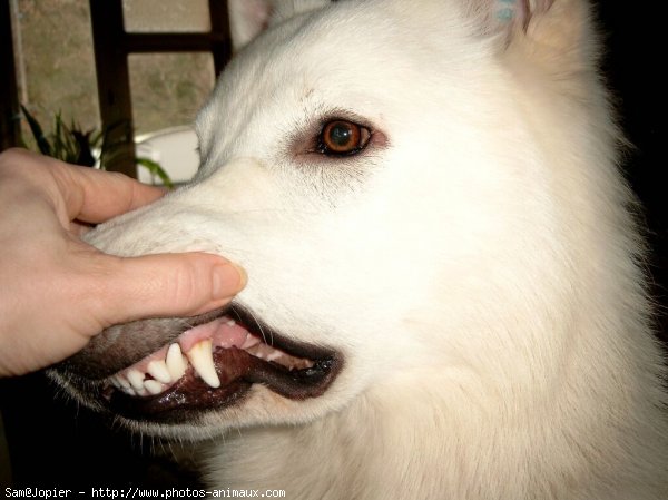 Photo de Berger blanc suisse