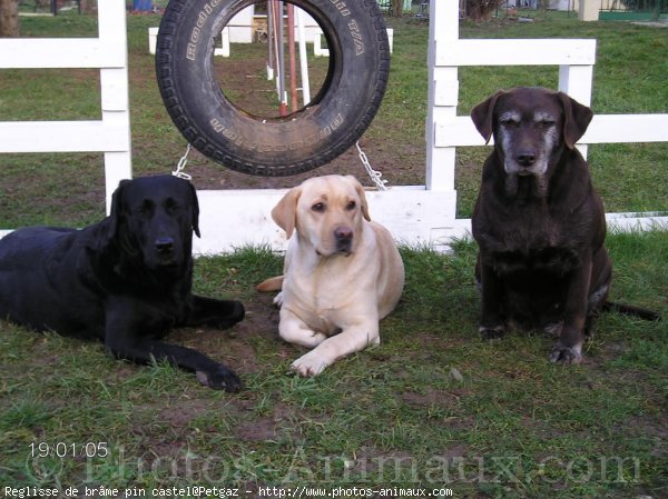 Photo de Labrador retriever