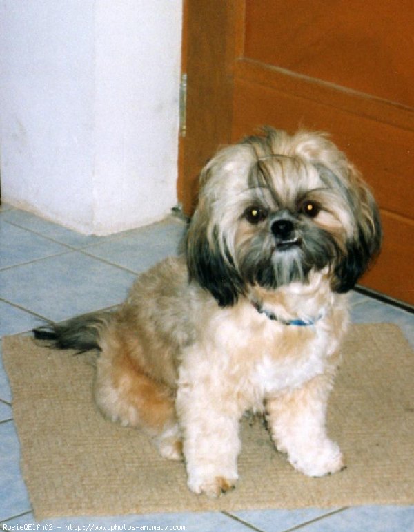 Photo de Shih tzu