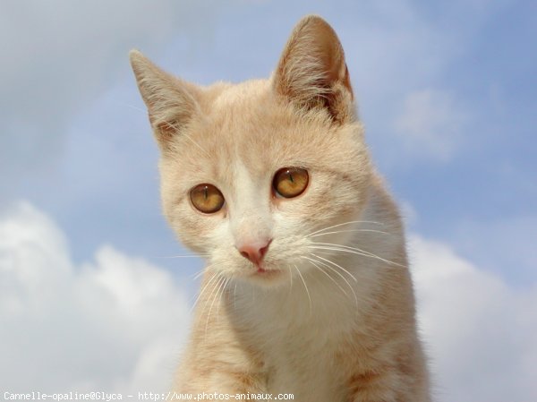 Photo de Chat domestique