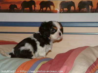 Photo de Cavalier king charles spaniel