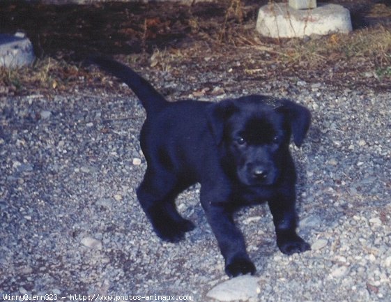 Photo de Labrador retriever