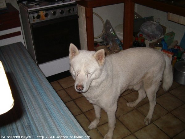 Photo de Husky siberien