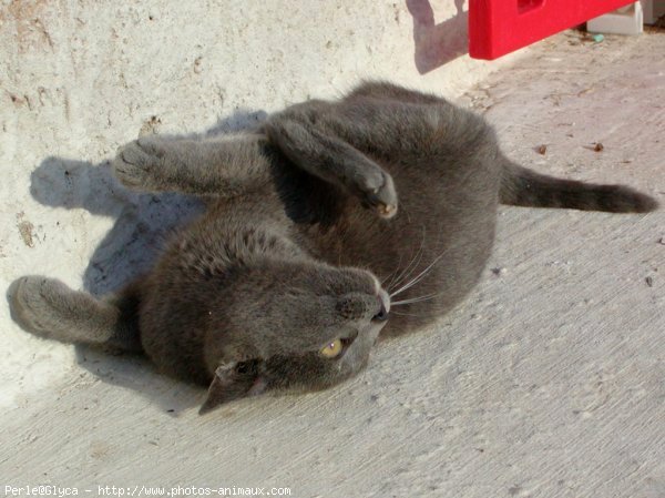 Photo de Chat domestique