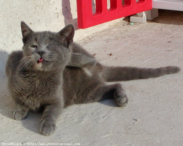 Photo de Chat domestique