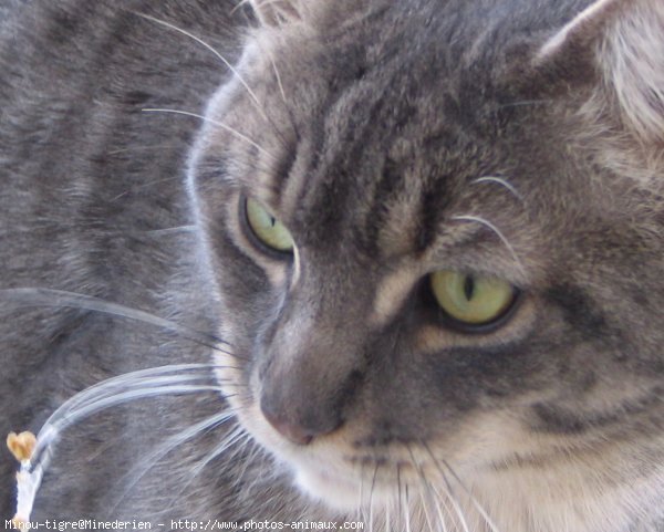 Photo de Chat domestique