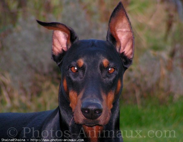 Photo de Dobermann