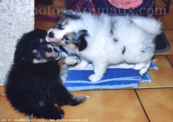 Photo de Chien de berger des shetland