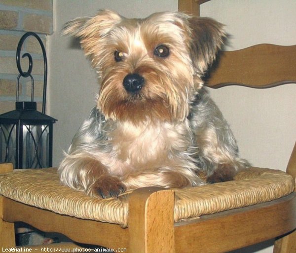 Photo de Yorkshire terrier