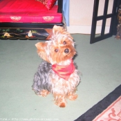 Photo de Yorkshire terrier