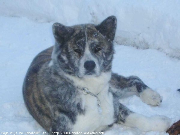 Photo d'Akita inu