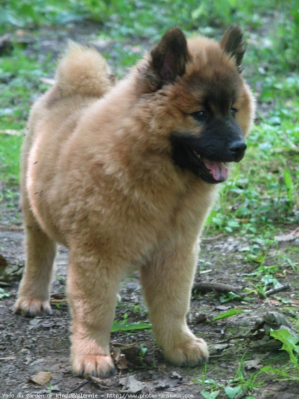 Photo d'Eurasier