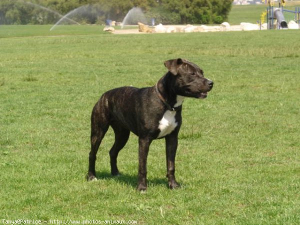 Photo d'American staffordshire terrier