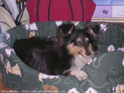 Photo de Chien de berger des shetland