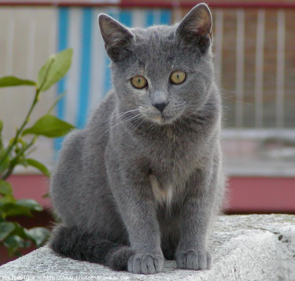 Photo de Chat domestique