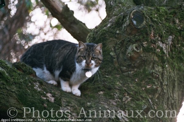 Photo de Chat domestique