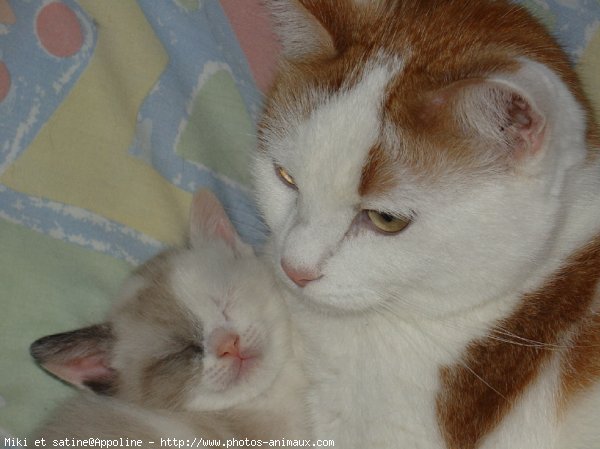 Photo de Chat domestique