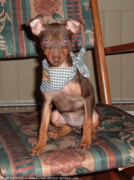 Photo de Pinscher nain