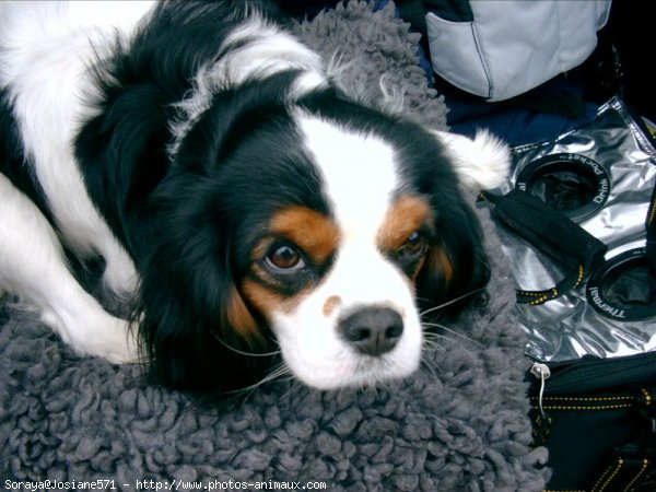 Photo de Cavalier king charles spaniel