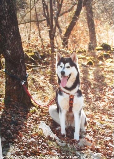 Photo de Malamute de l'alaska