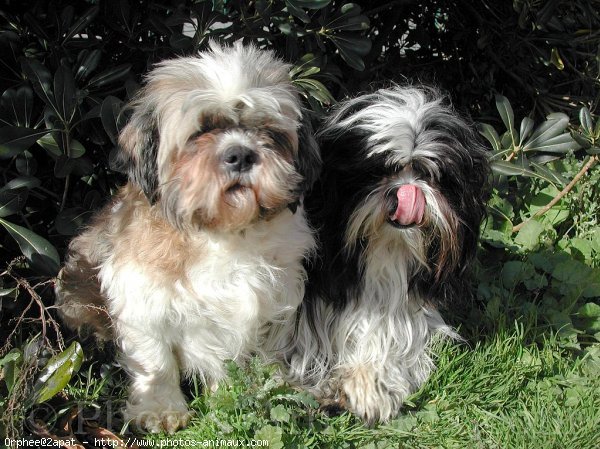 Photo de Shih tzu