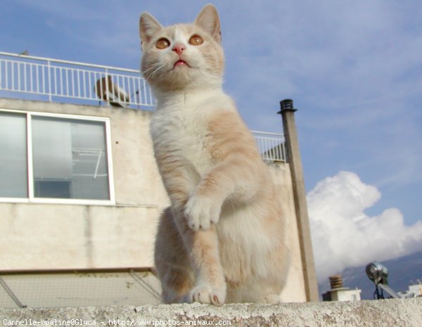 Photo de Chat domestique