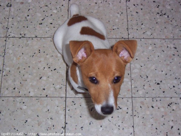 Photo de Jack russell terrier