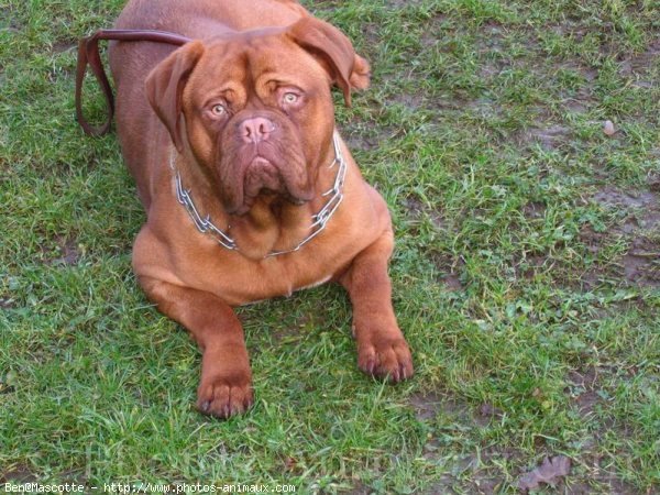 Photo de Dogue de bordeaux